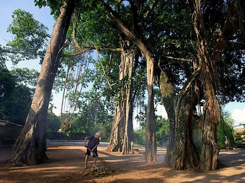 Thạch Thất, Hà Nội: Cây đa 9 gốc cần được quan tâm xứng tầm 'cây di sản'